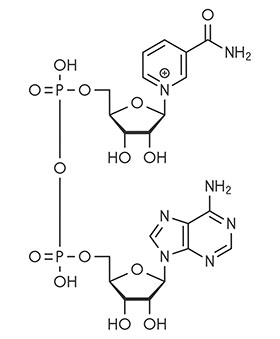 Nicotinamide adenine dinucleotide (NAD+)