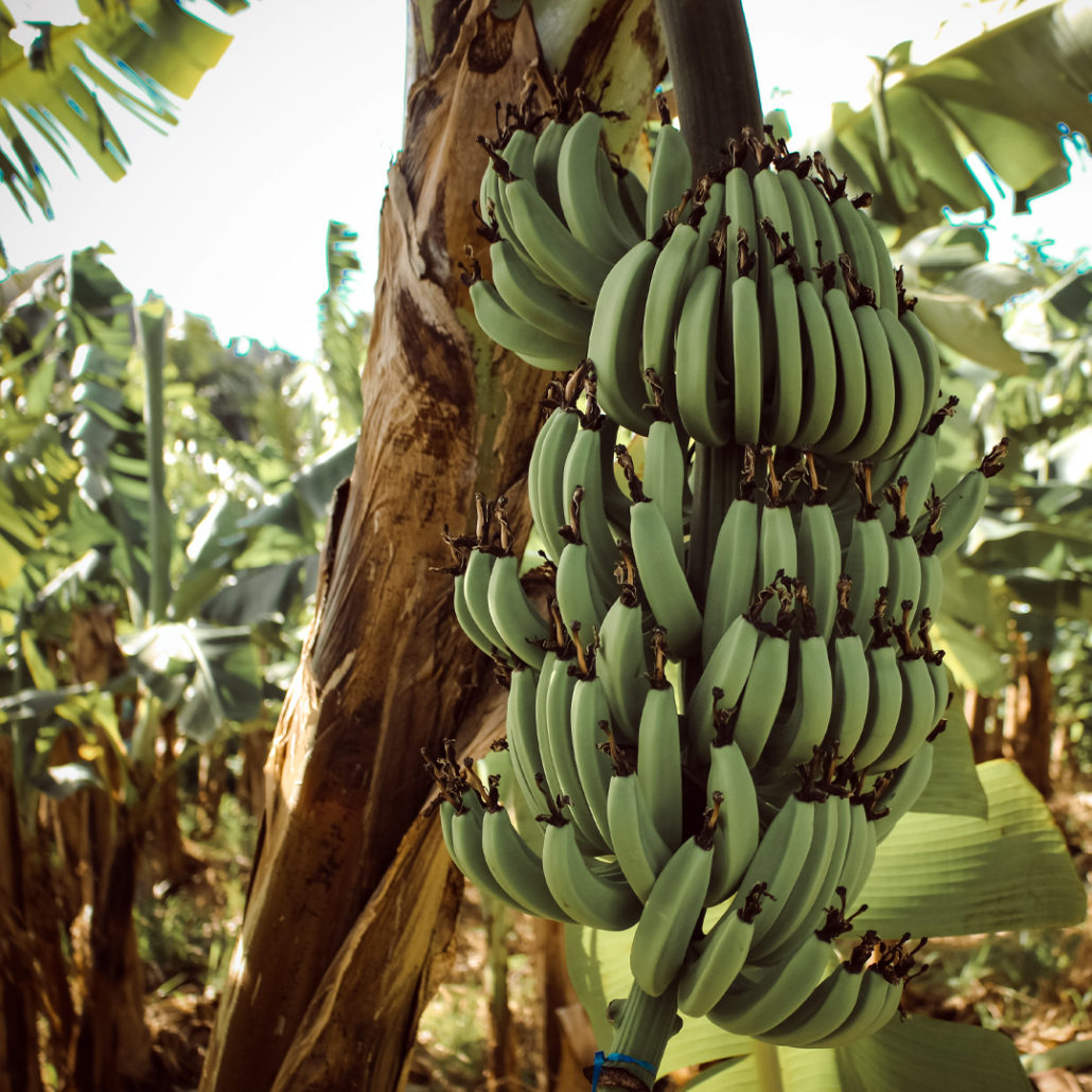 Banana Grove South America