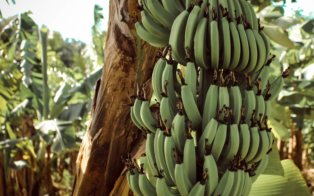 Banana Grove South America