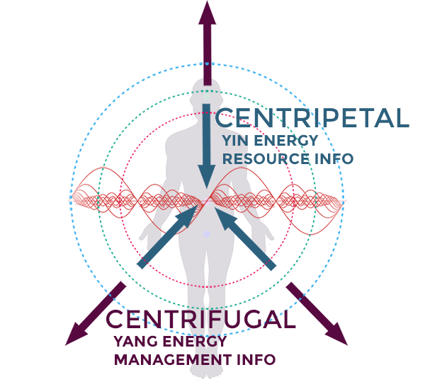 Centripetal Centrifugal Information