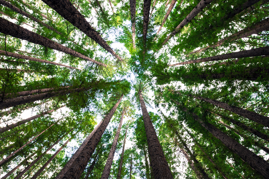 Negative Ions Forest Bathing