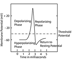 cellular depolarization repolarization